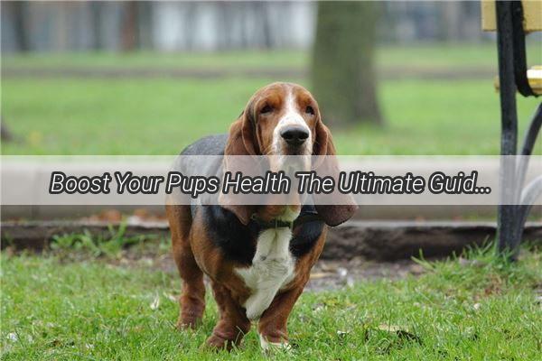 Boost Your Pups Health The Ultimate Guide to Using Dog Nutritional Supplements the Right Way